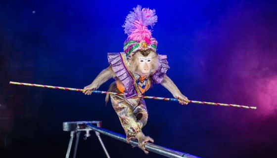 Цирк-шапито «Экстрим-Шоу»