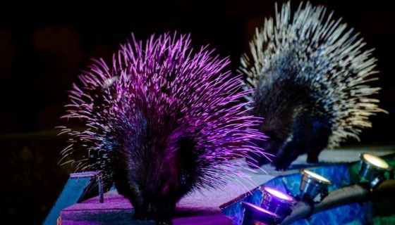 Цирк-шапито «Экстрим-Шоу»