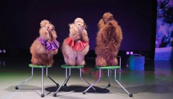 Цирк-шапито «Экстрим-Шоу»